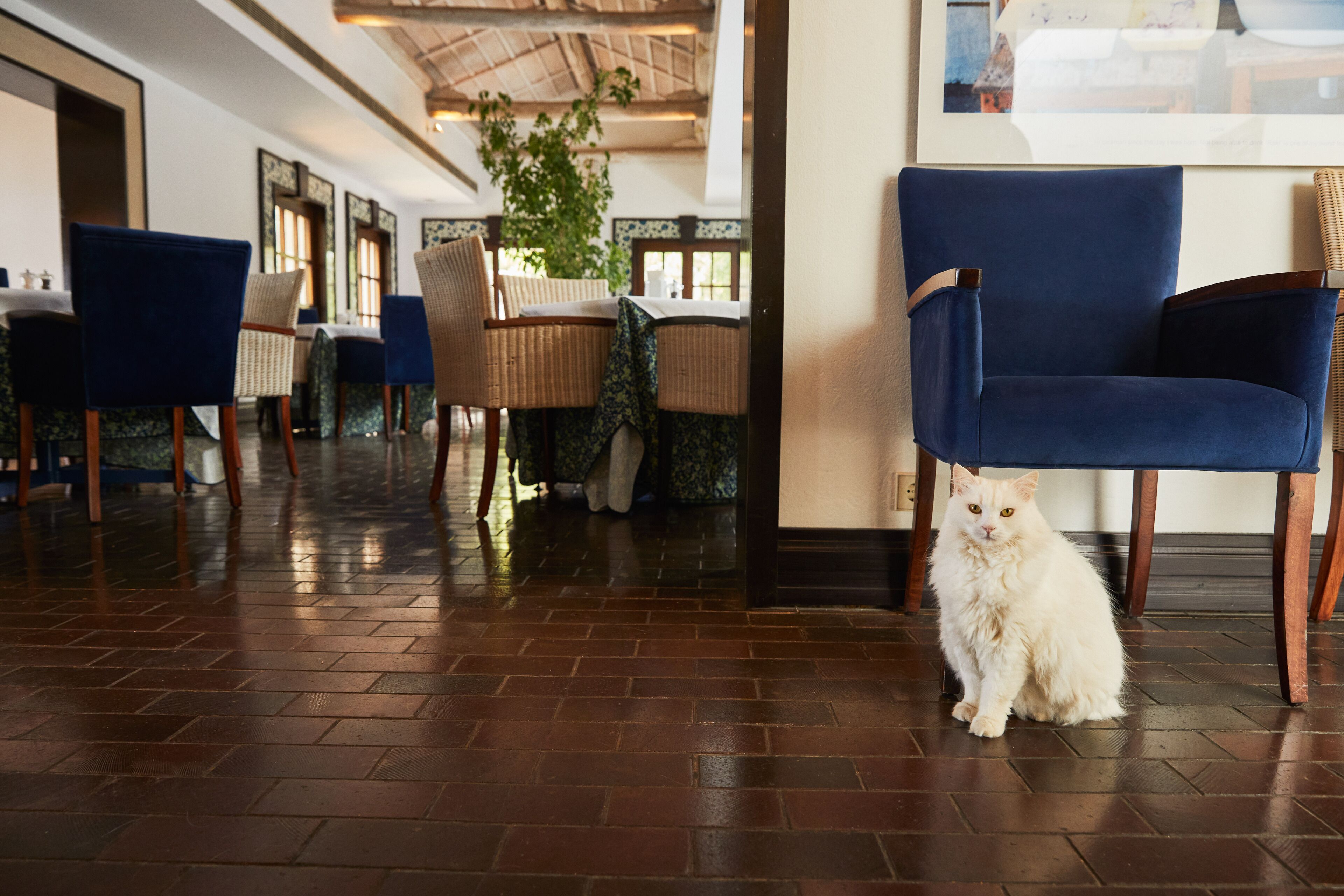 Un restaurante con suelo de ladrillo, sillas azules y un gato blanco sentado en el piso.