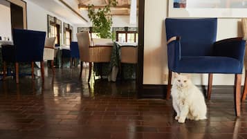 Un restaurante con suelo de ladrillo, sillas azules y un gato blanco sentado en el piso.