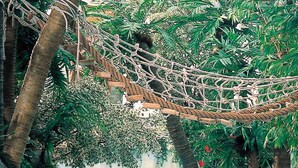 A water play area with a rope bridge and tropical plants.