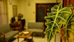 Un salon avec un canapé, une table basse et une plante.