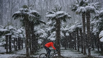 Un ciclista pedaleando en bicicleta por un paisaje nevado con palmeras.