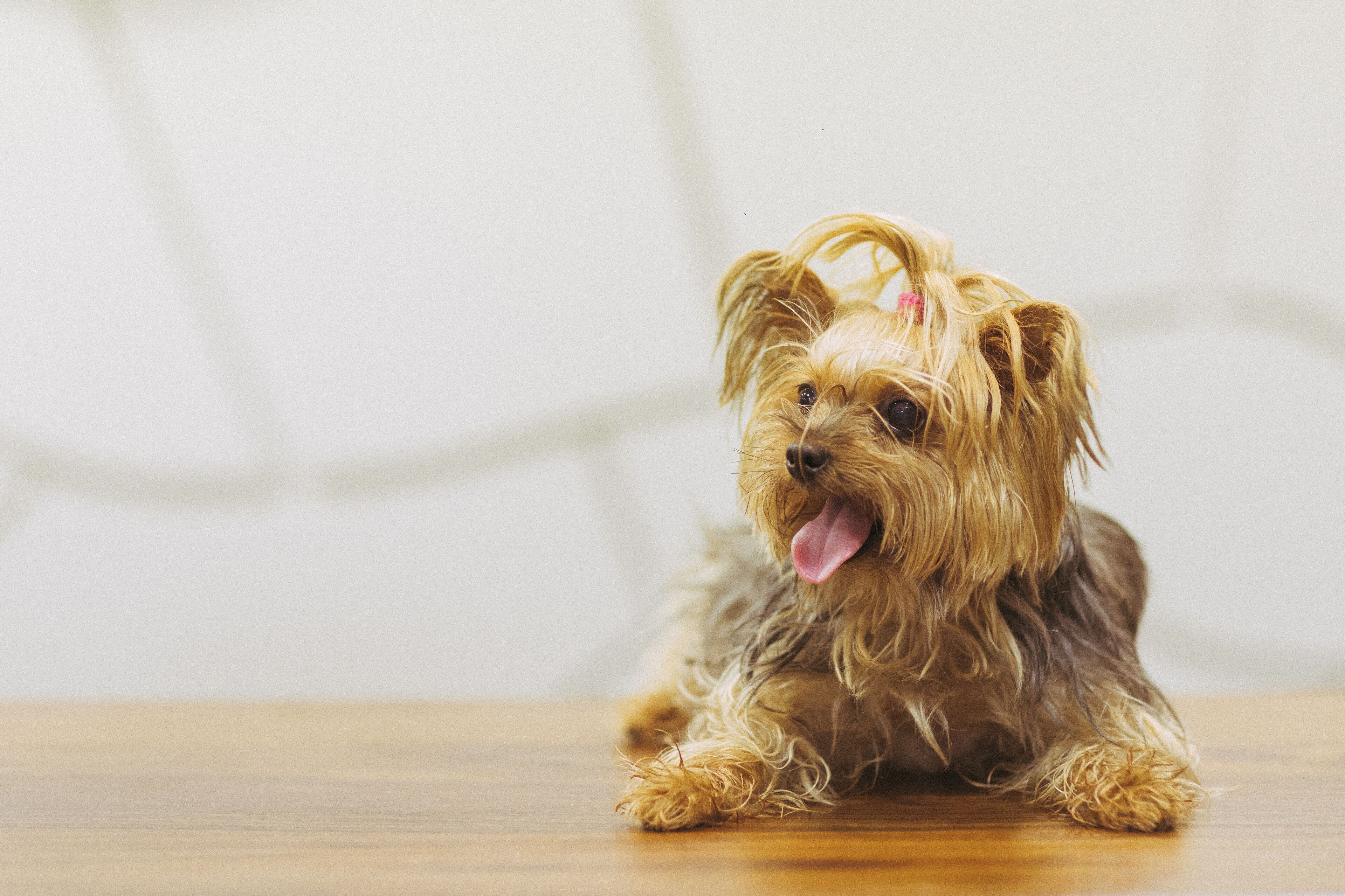 pet-friendly amenities