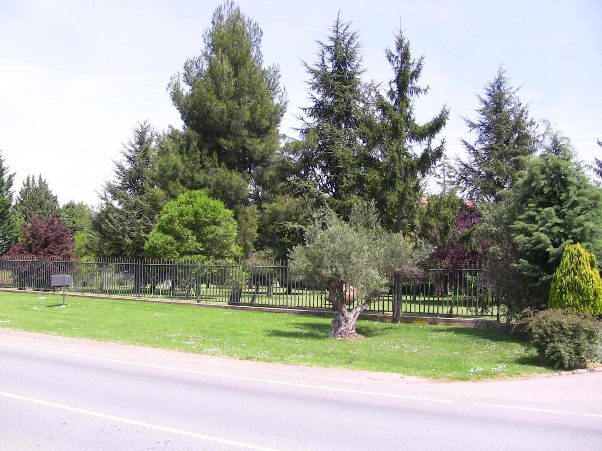 A residential street with a grassy area, a metal fence, and tall evergreen trees.