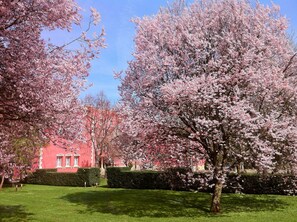 Stroll through the beautifully maintained garden, surrounded by blooming cherry blossom trees and a charming hotel in the background.