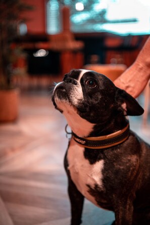Animaux de compagnie acceptés