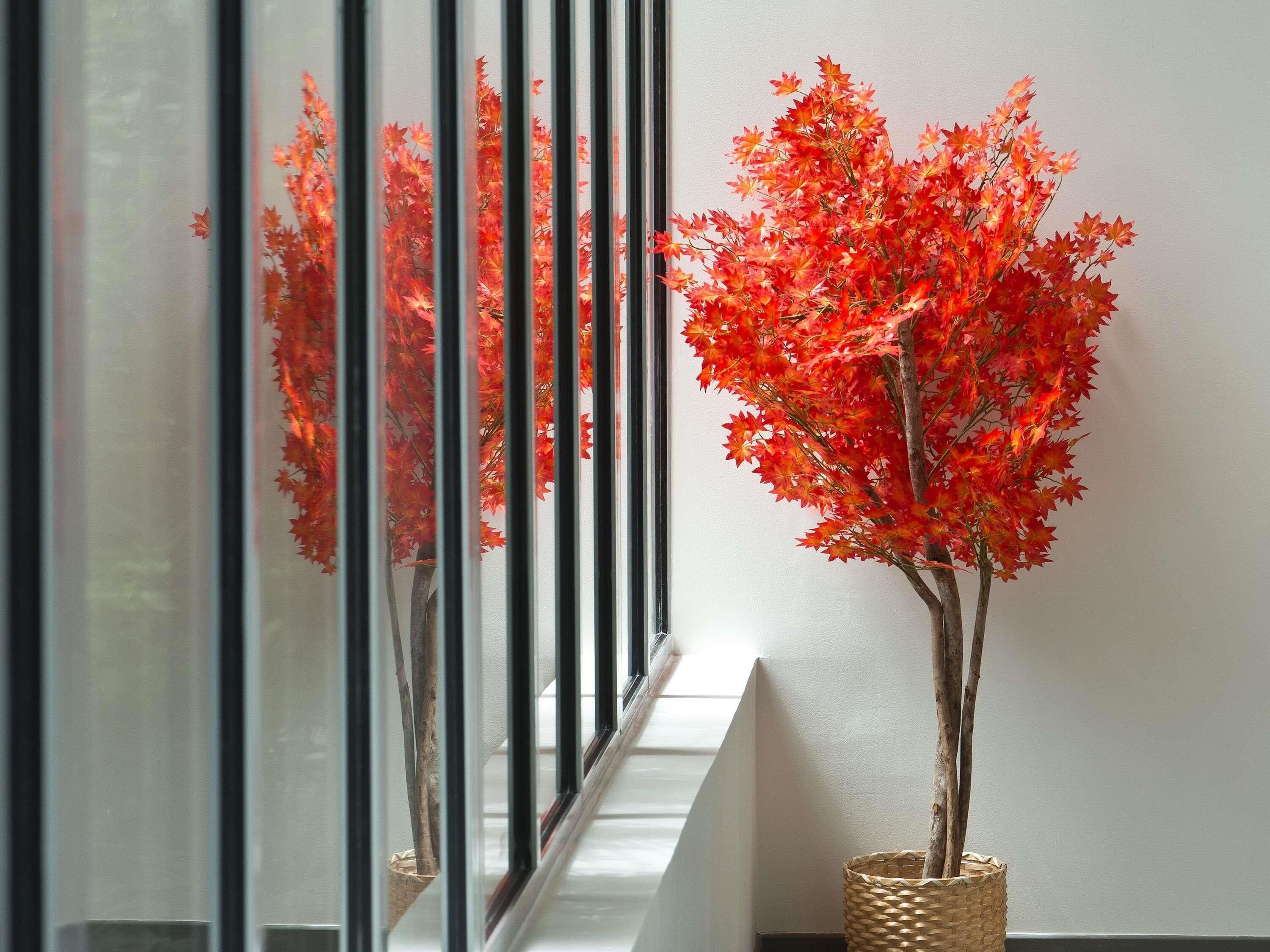 A potted plant with red foliage in a woven basket on a windowsill.