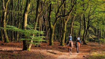 Un sentier forestier avec deux chevaux et leurs cavaliers.
