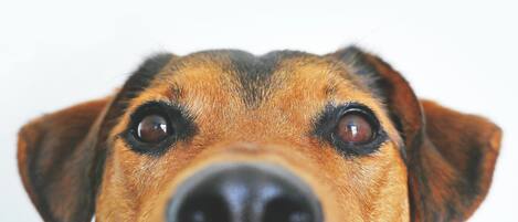 A close-up of a dog with brown and black fur.