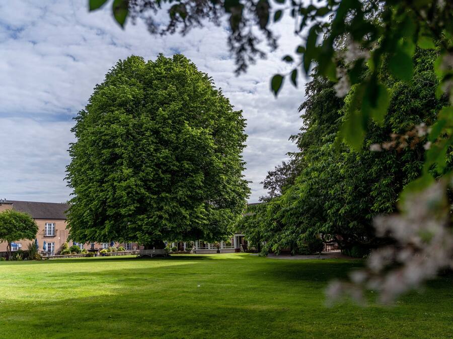 A large, lush green lawn with a prominent tree in the foreground, a building with a brick facade in the background, and a clear sky.