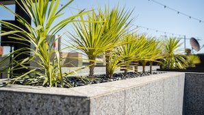 Una hilera de plantas de palma en una jardinera con borde de piedra, frente a un edificio y cielo despejado.