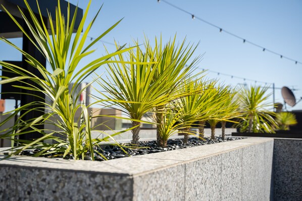 A row of palm plants in a planter with a stone border, set against a building and clear sky.