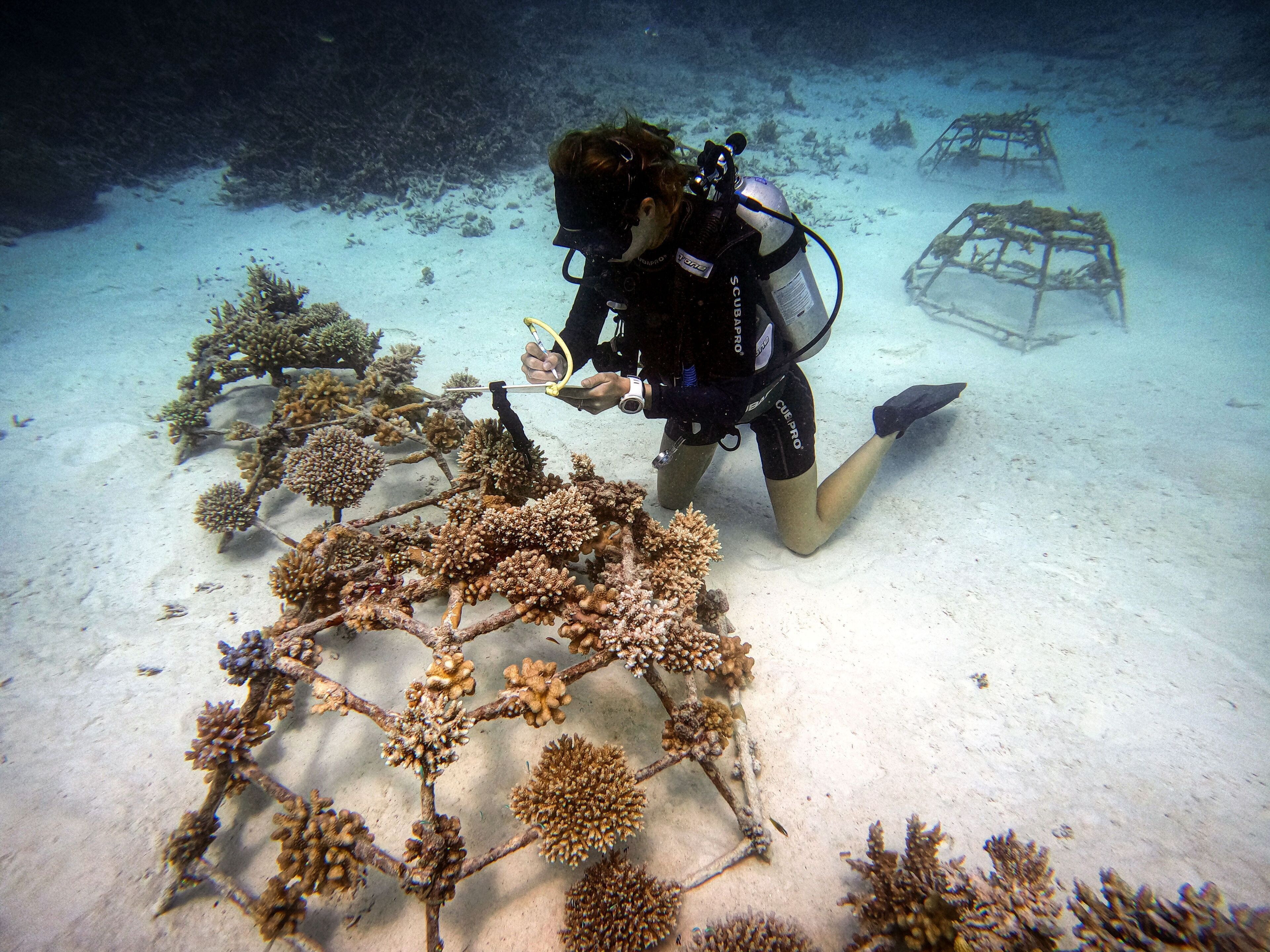 A diver underwater with coral formations and a sunken structure.