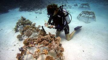 A diver underwater with coral formations and a sunken structure.