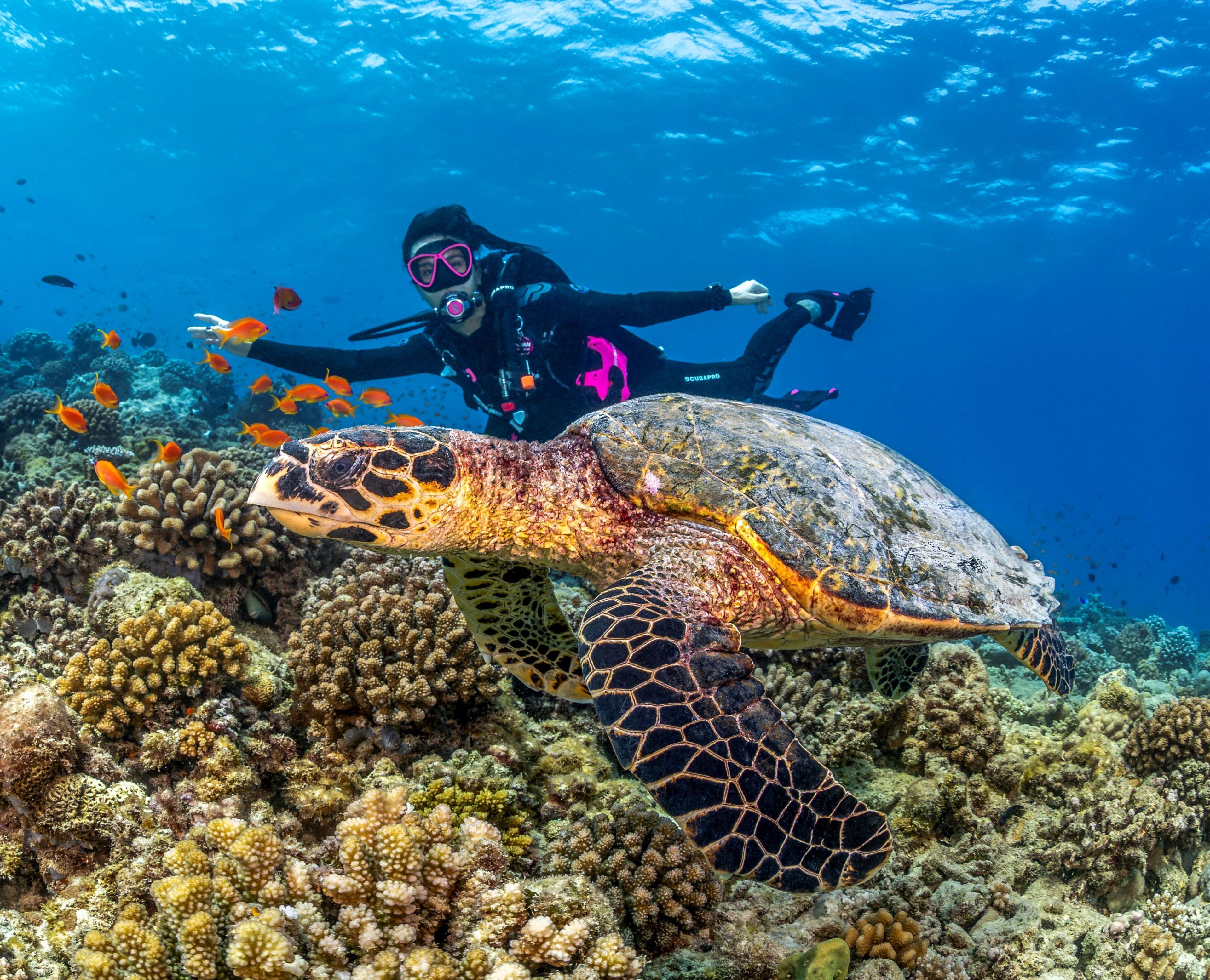 A diver with a large sea turtle in a coral reef environment.
