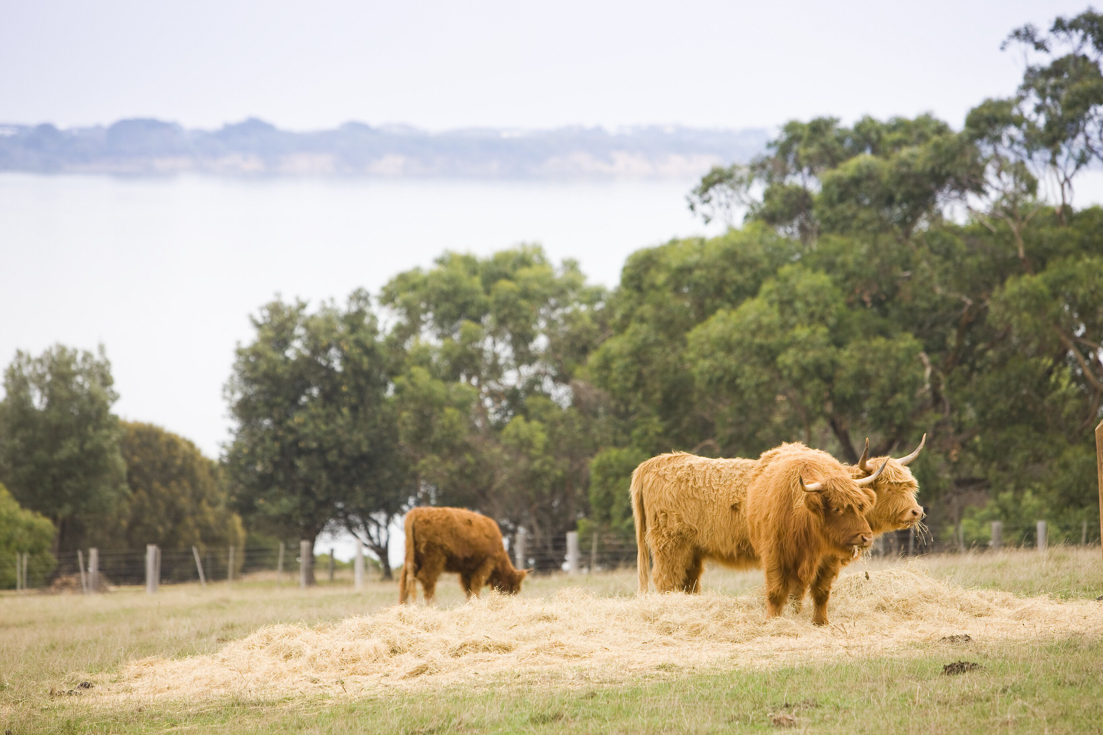 A field with two cows and a body of water in the background.