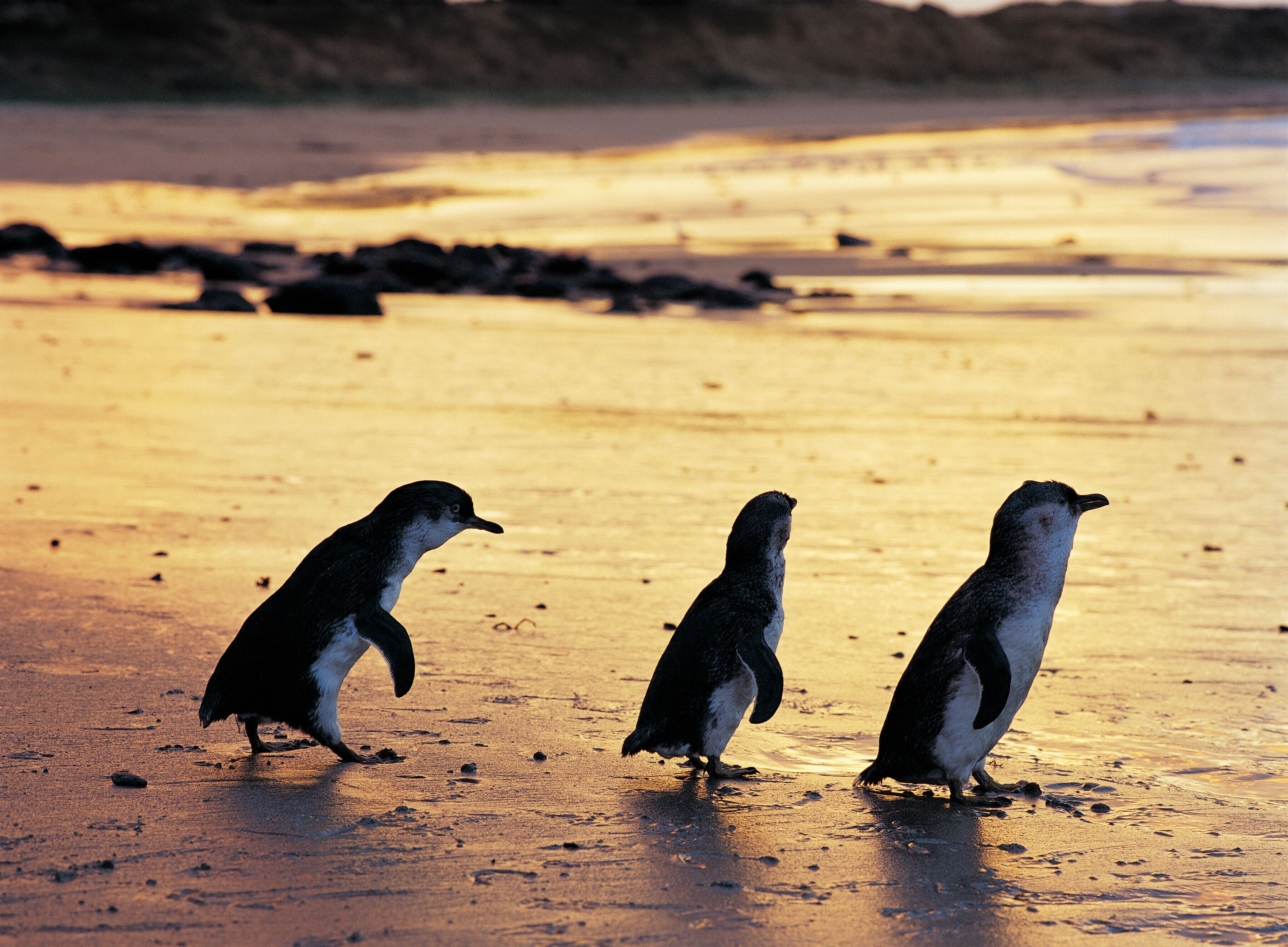 Three penguins walking on a sandy beach.