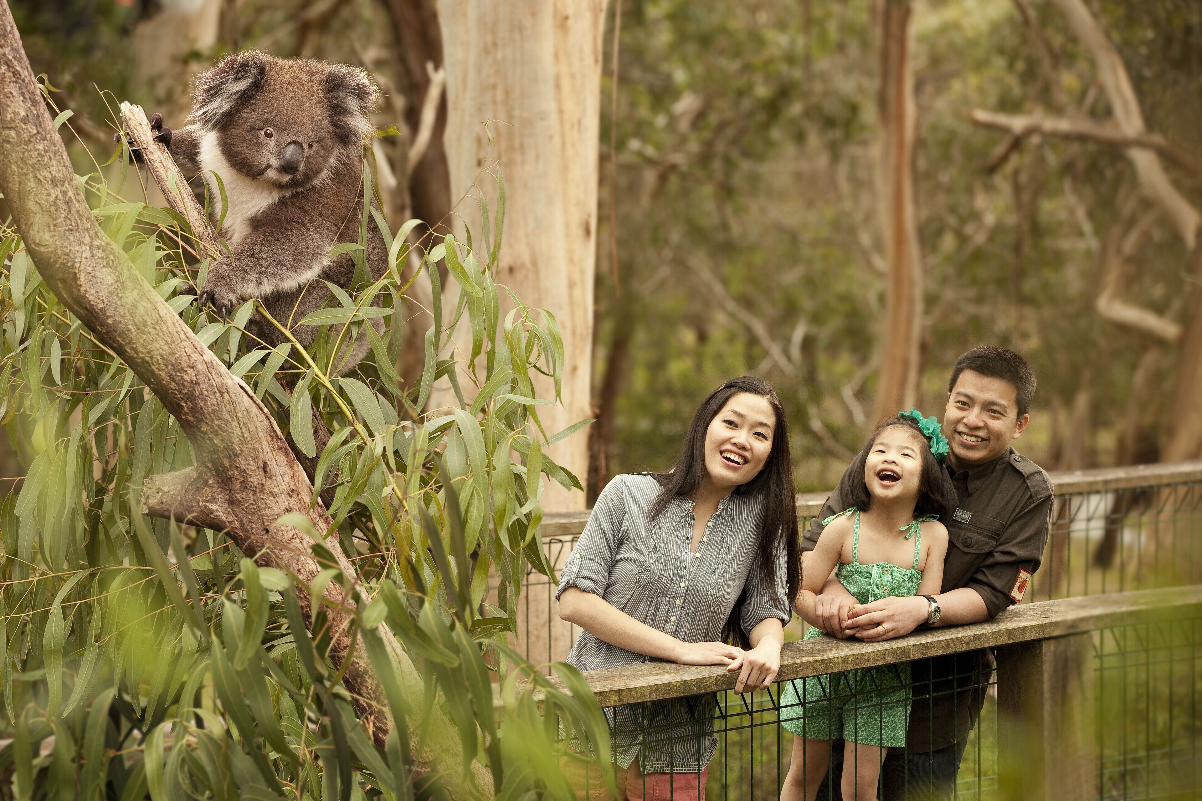 A family with a koala on a wooden bridge in a natural setting.