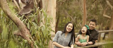 A family with a koala on a wooden bridge in a natural setting.