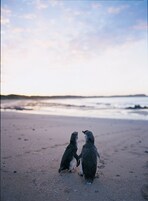 Dos pingüinos en una playa arenosa con un mar tranquilo y un cielo despejado al fondo.