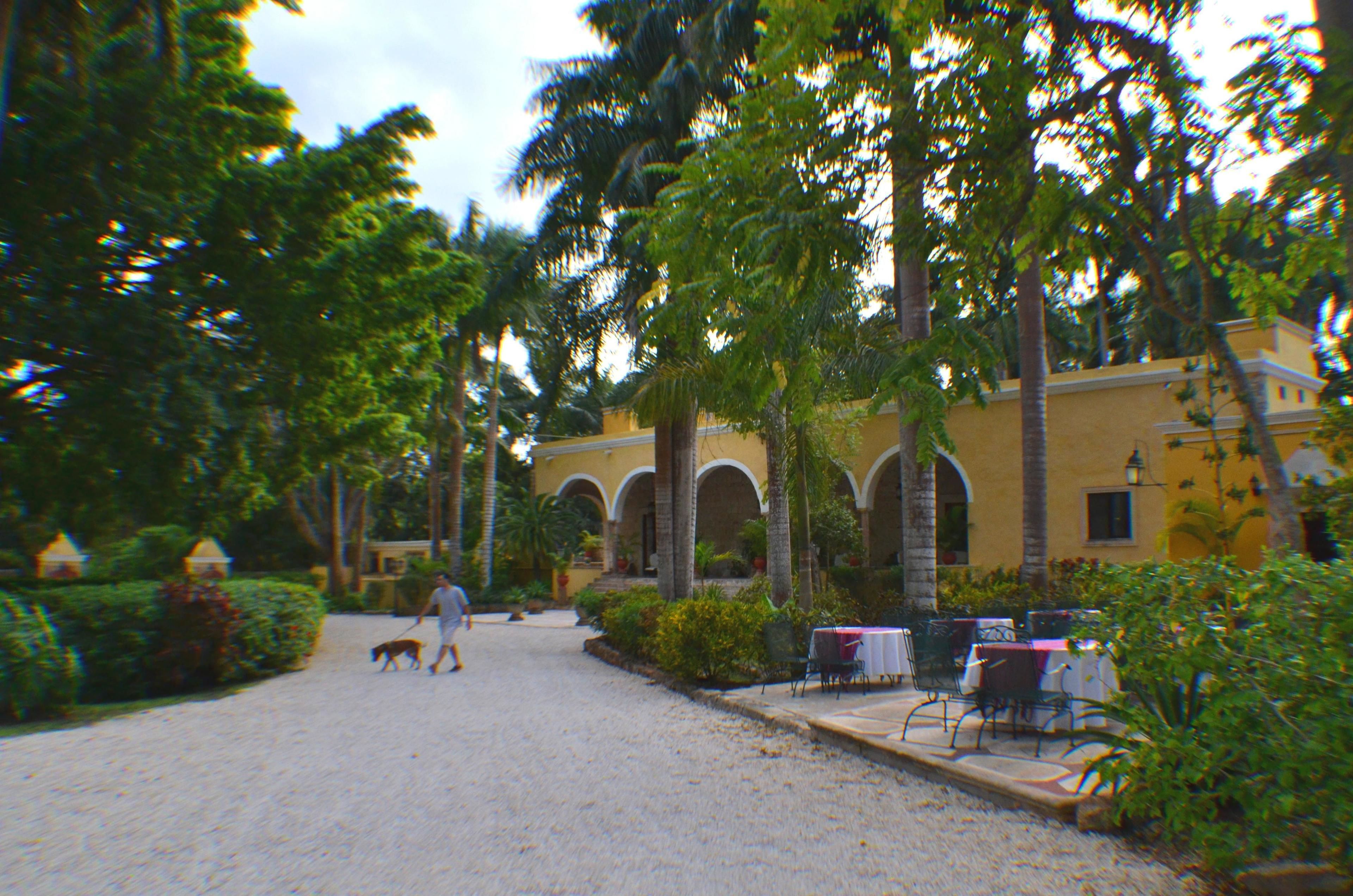 A courtyard with palm trees, a yellow building with arches, and outdoor seating.
