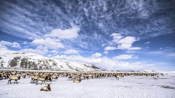 A snowy landscape with a herd of elk grazing.