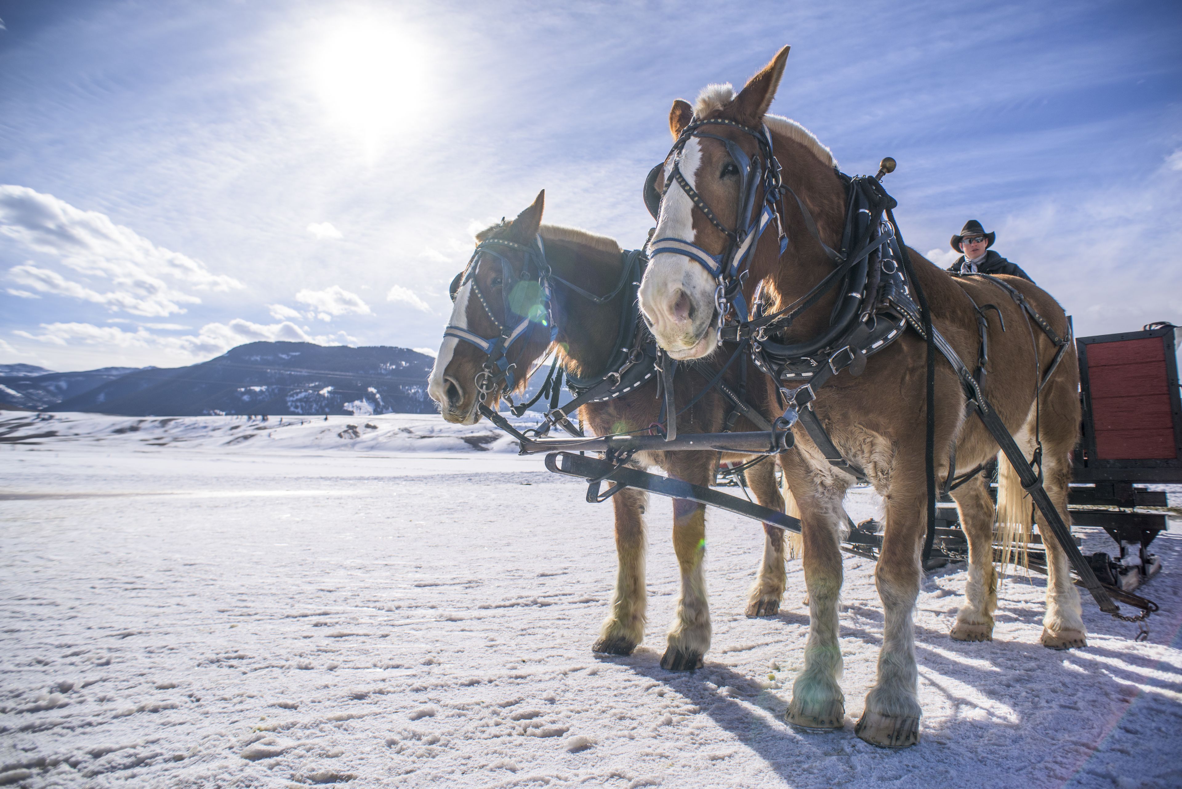 Two horses pulling a sled on a snowy landscape with mountains in the background.