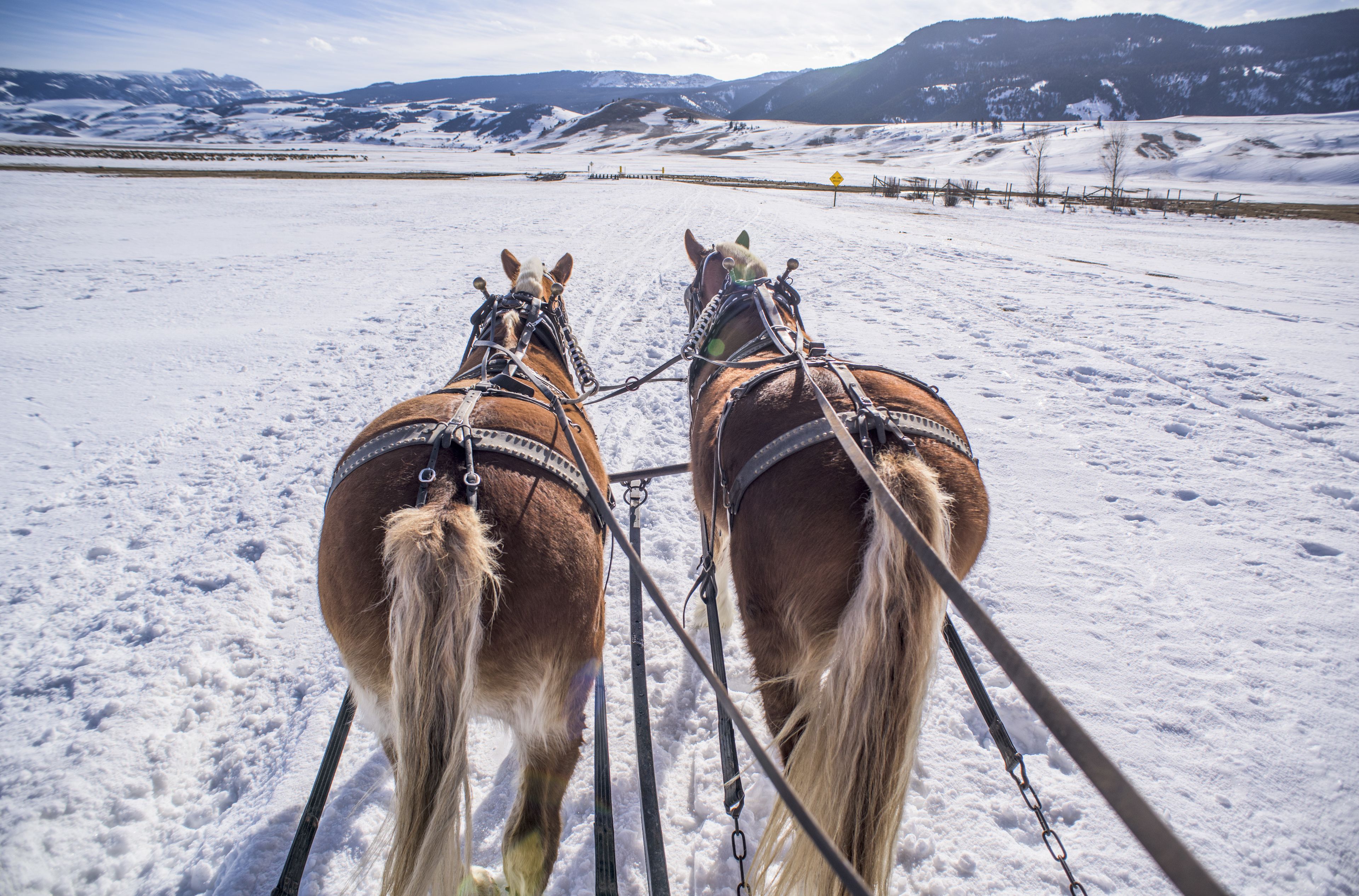 Two horses harnessed and pulling a sled across a snowy landscape with mountains in the background.