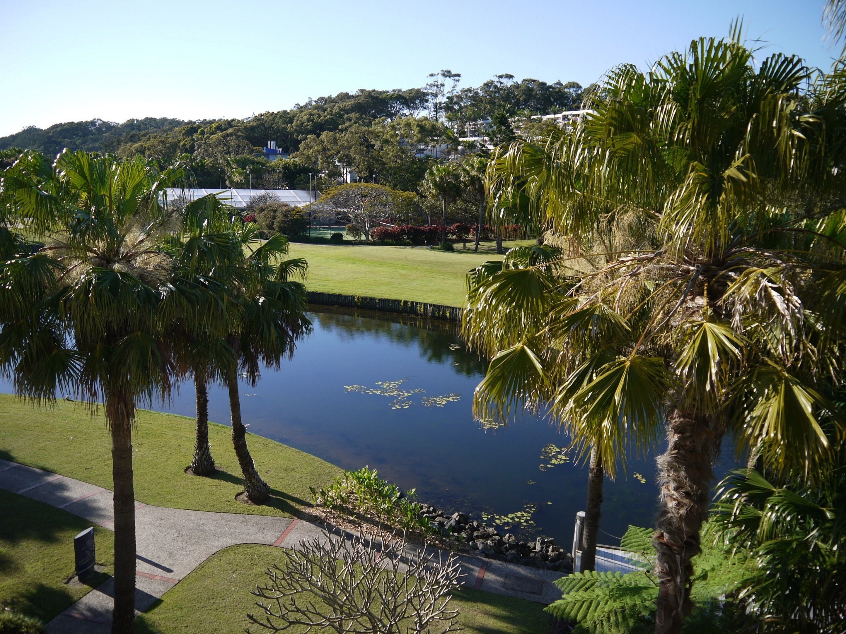 A serene landscape with a pond, palm trees, and a grassy area.