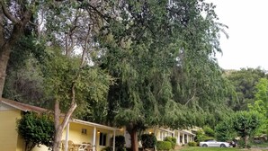 A row of yellow single-story houses with attached porches, surrounded by lush greenery and trees. - Lazy J Ranch Motel (Three Rivers)