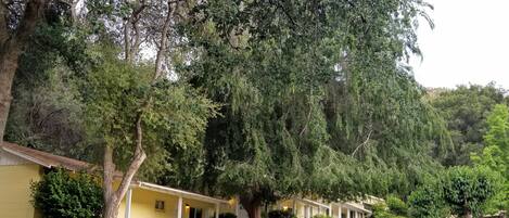A row of yellow single-story houses with attached porches, surrounded by lush greenery and trees.