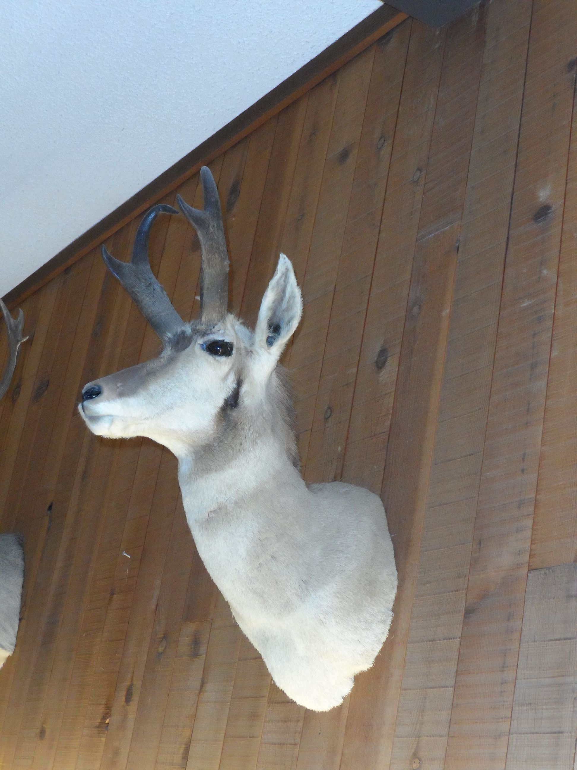 Una cabeza de animal montada en una pared de madera.