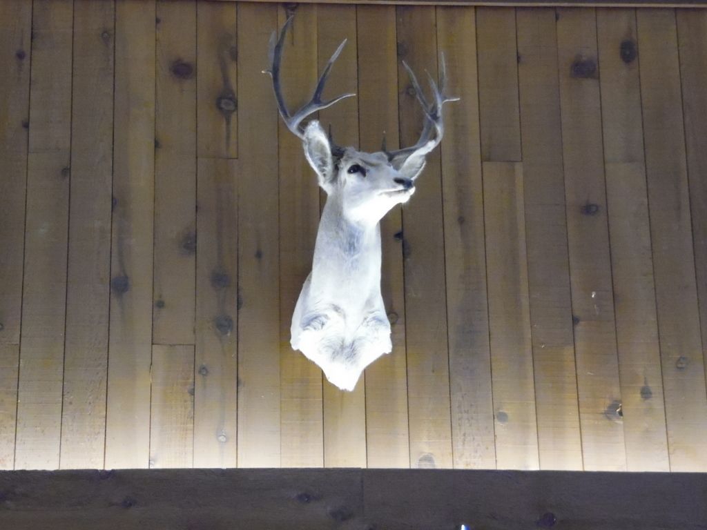 A deer head mounted on a wooden wall.
