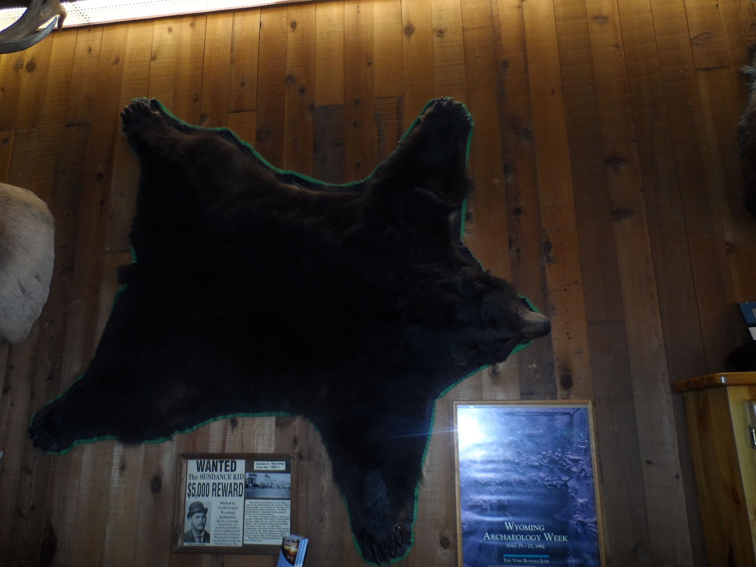 A large animal hide mounted on a wooden wall.