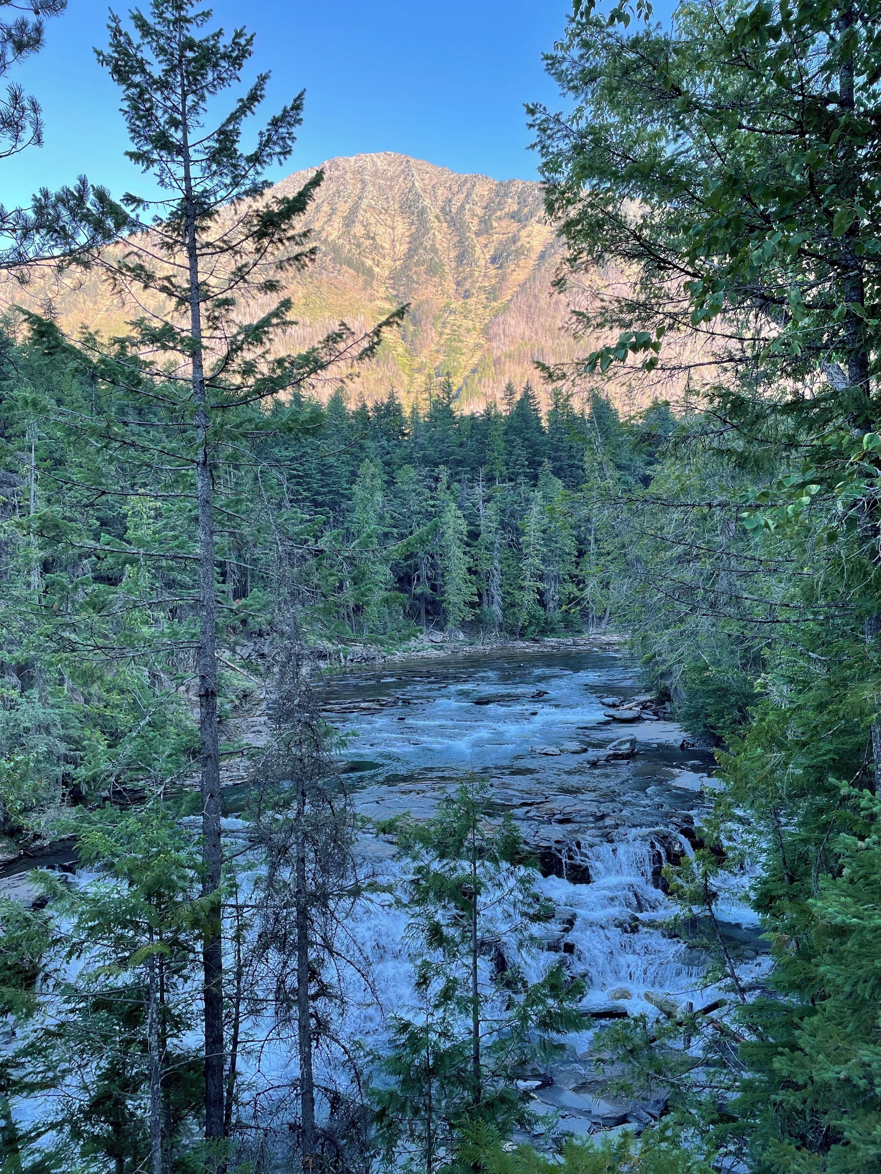 Un área boscosa con un río, árboles frondosos y una montaña al fondo.