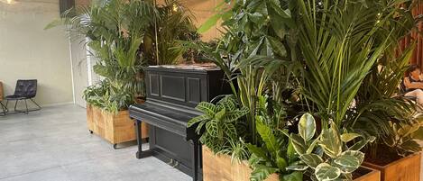 Una habitación con un piano, plantas en macetas grandes y una silla.