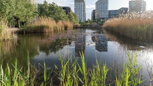 Une rivière bordée de roseaux et traversée par un pont, entourée d’immeubles modernes.