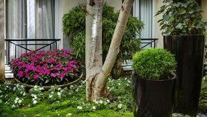 A garden with a birch tree, a potted plant, and a flower bed with pink flowers. - Le patio Bastille (Paris)