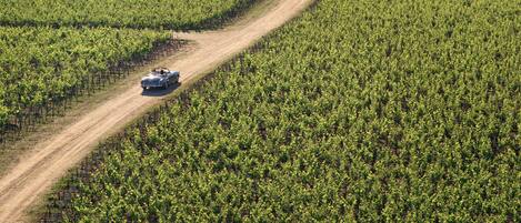 A vineyard with rows of grapevines and a dirt path.