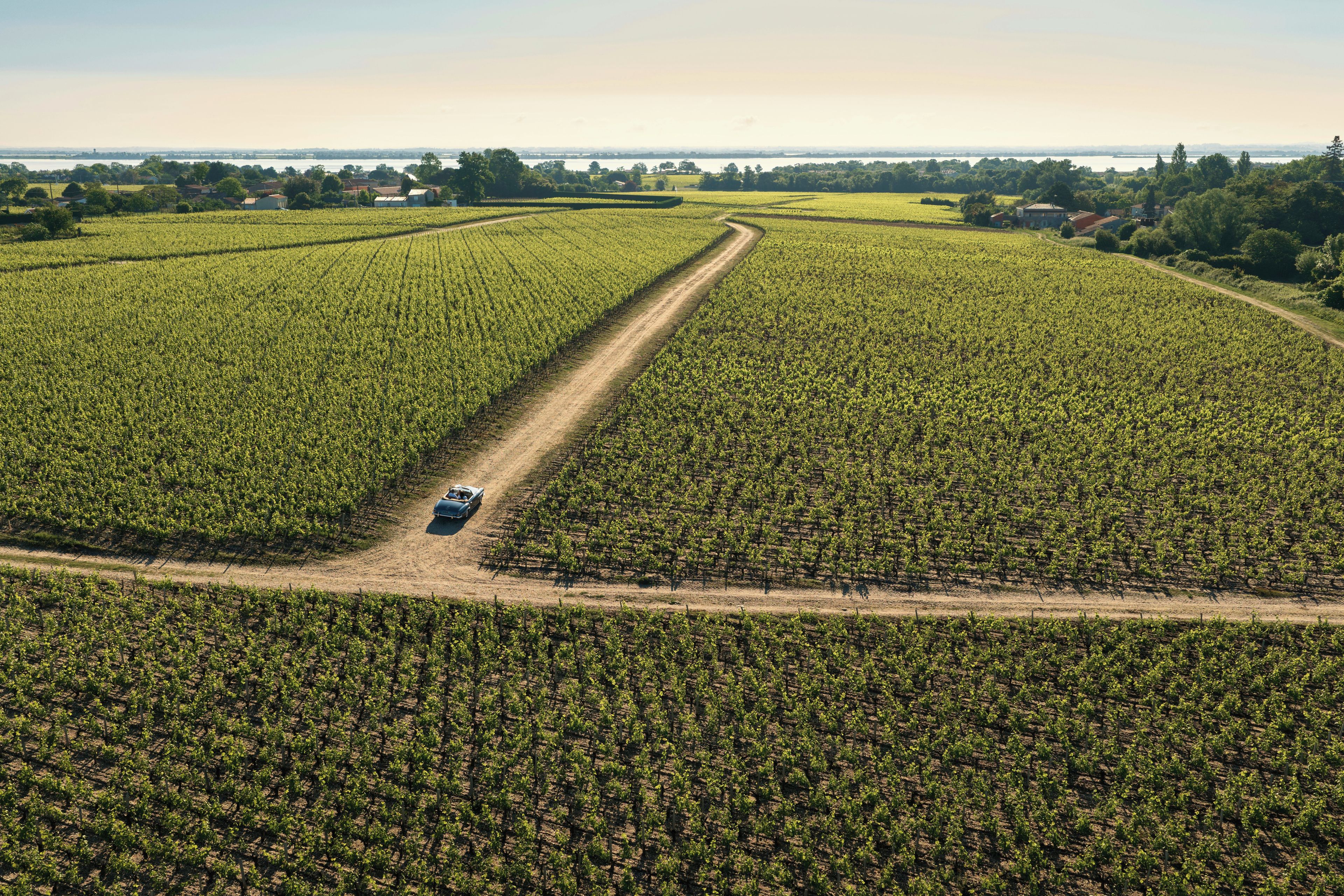 Vue aérienne d’un vignoble avec des rangées de vignes et un chemin de terre.