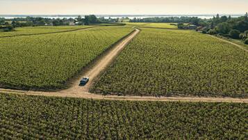 Vue aérienne d’un vignoble avec des rangées de vignes et un chemin de terre.