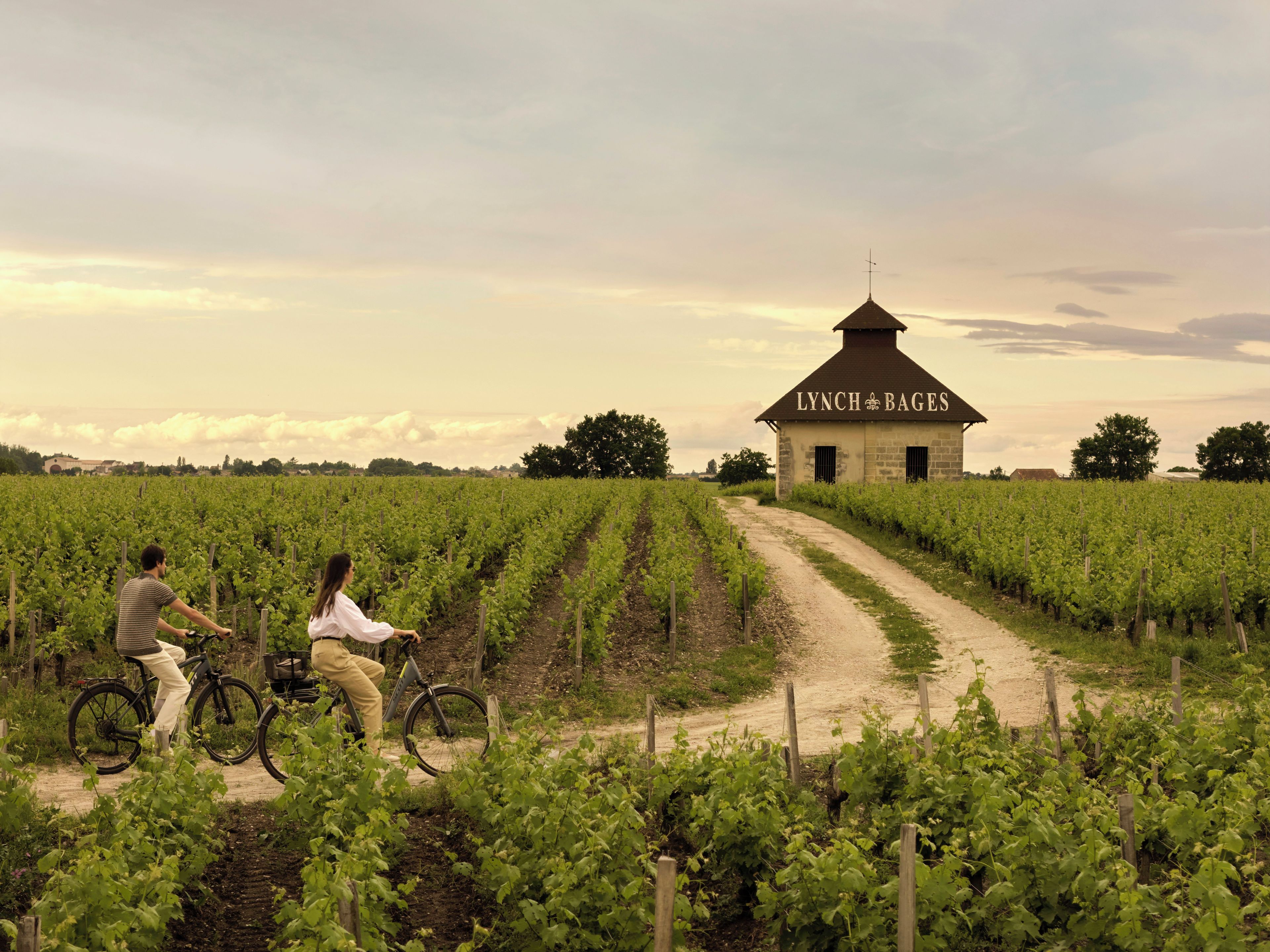 A vineyard with a dirt path leading to a building labeled 'LYNCH BAGES.'