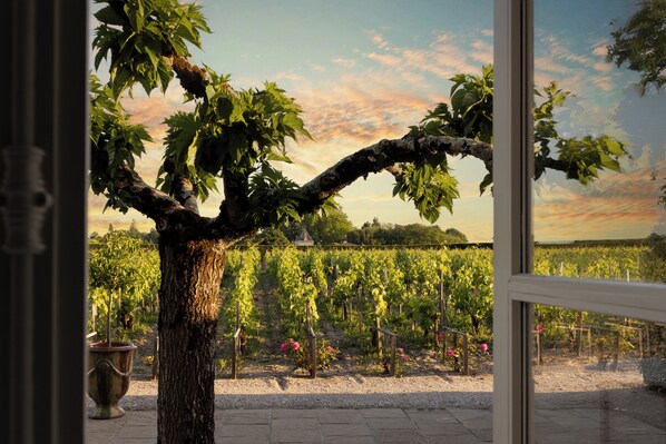 A vineyard with rows of grapevines and a tree in the foreground. - COMO Cordeillan‑Bages (Pauillac)