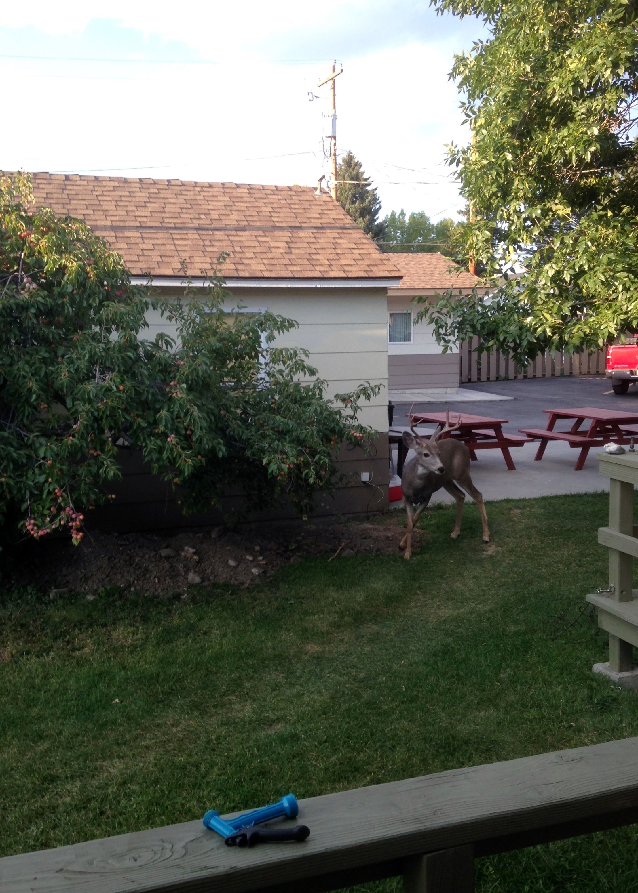 A backyard with a house, a tree, and a red vehicle.