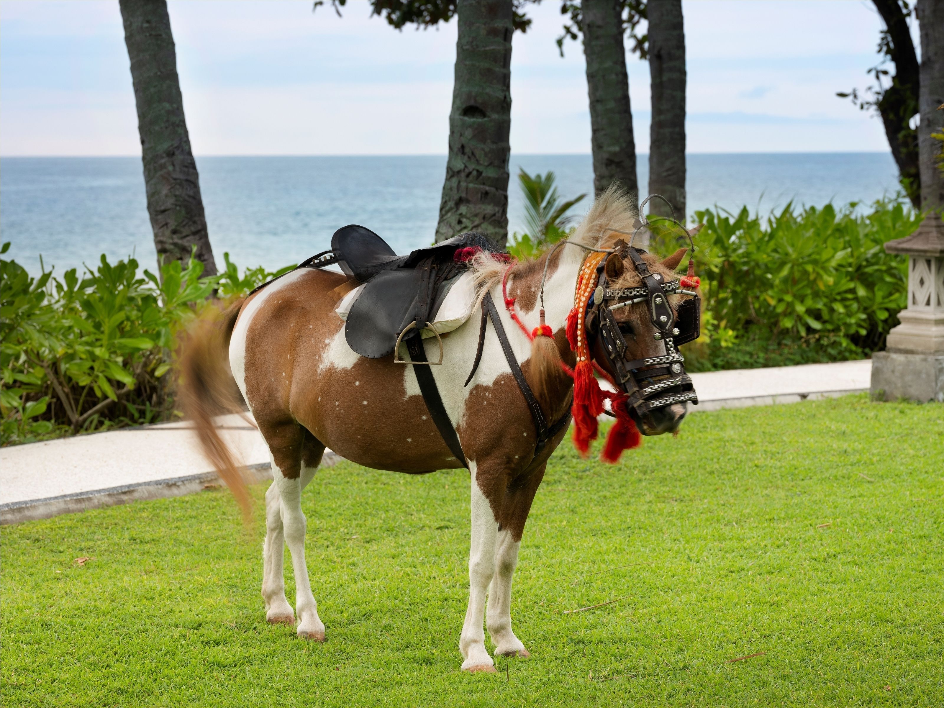 A horse with a saddle and bridle, standing on a grassy area with a view of the ocean and palm trees in the background.