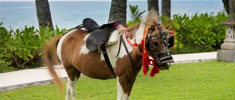 Un caballo con silla de montar y brida, de pie en una zona cubierta de hierba con vista al océano y palmeras al fondo.