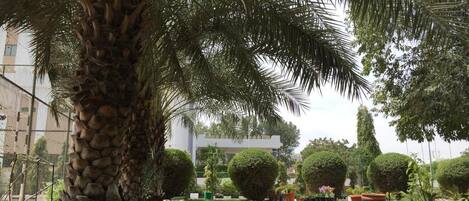 Un jardín bien cuidado con una palmera grande, arbustos podados y una variedad de plantas en macetas.