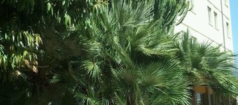 CIT Hotels Dea Palermo