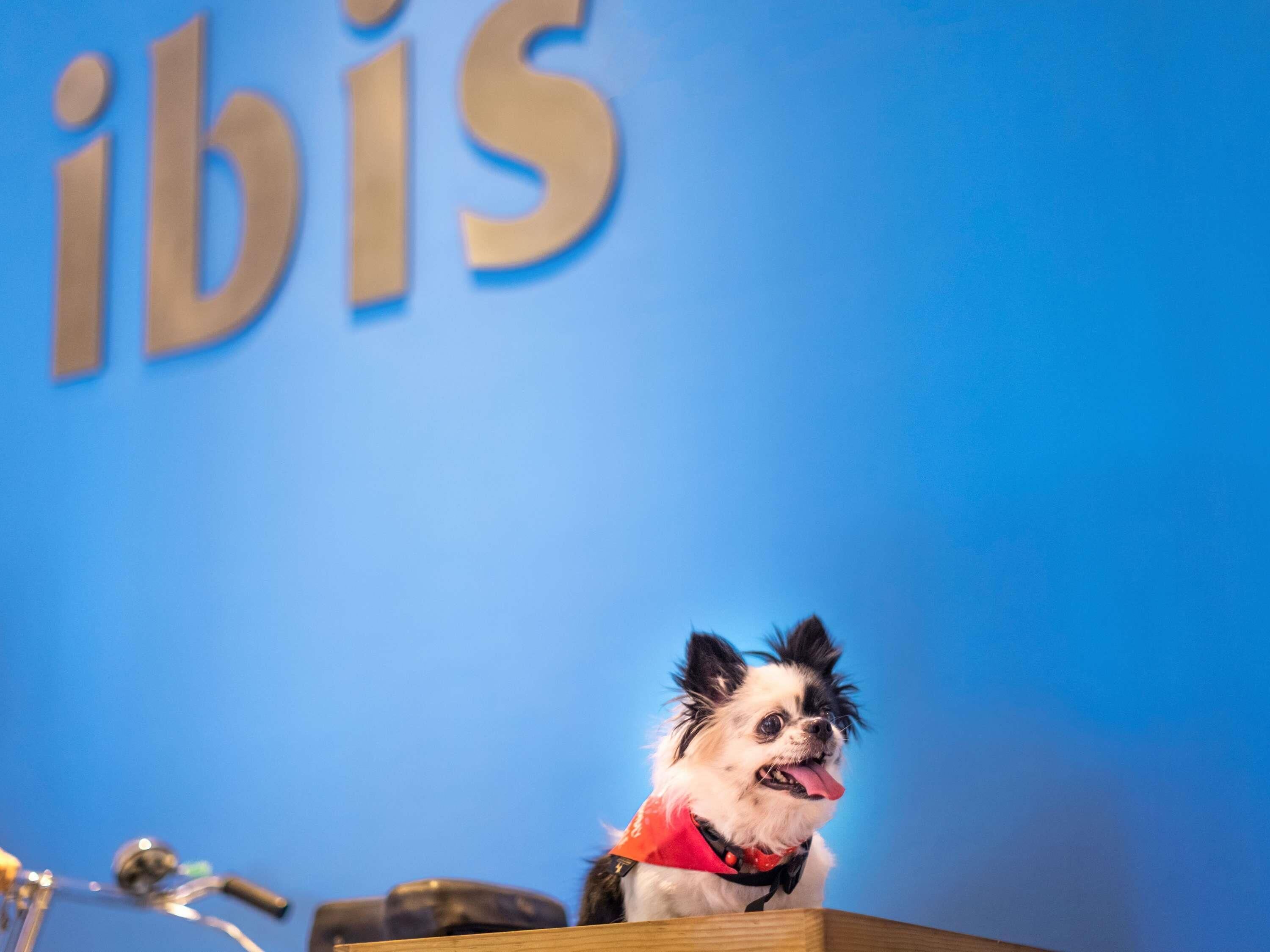A small dog sitting on a podium with a blue background and the word "ibis" visible.