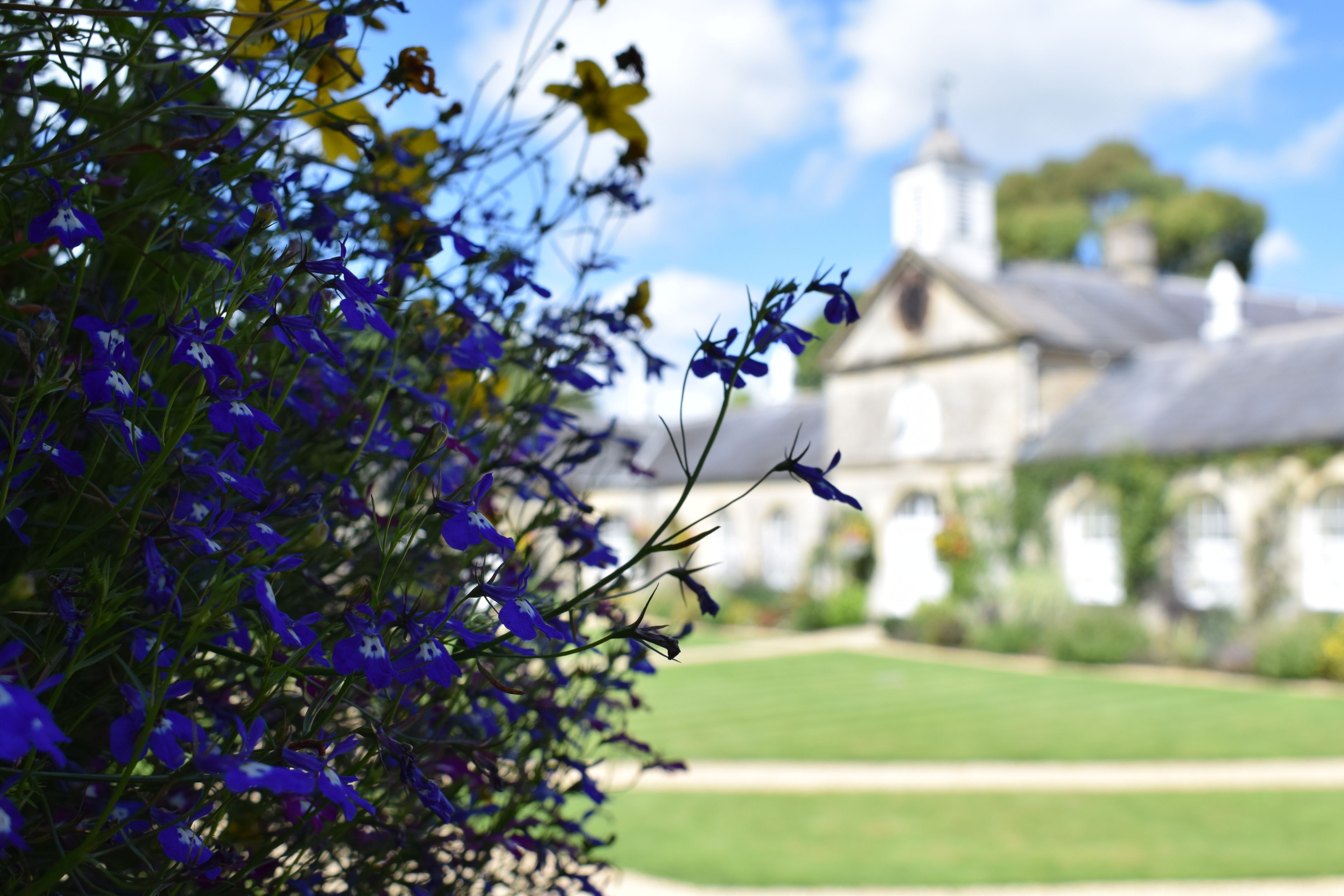 A building with a lawn and a garden with blue flowers.