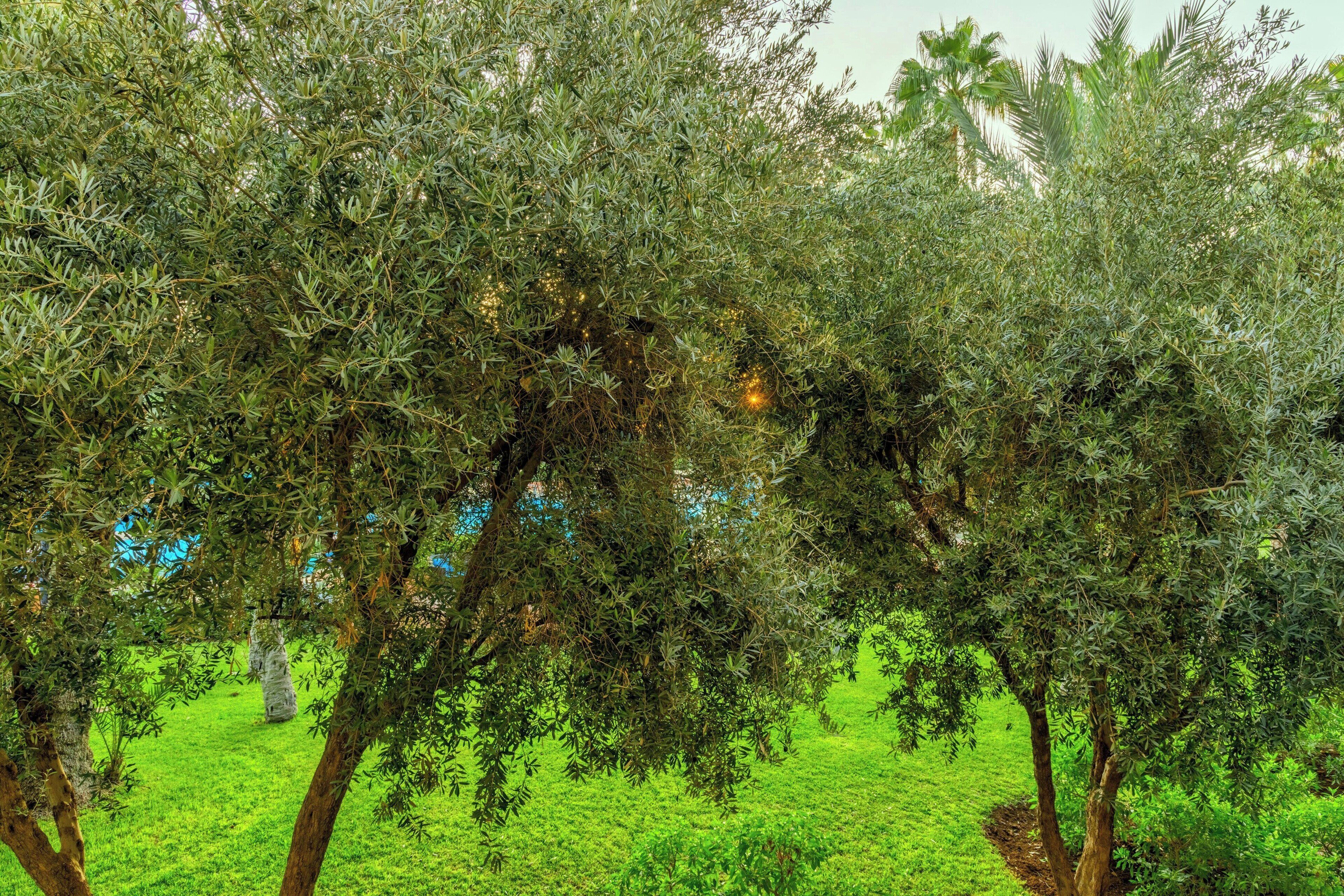 A lush green landscape with trees and a grassy area.